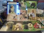 bobtail kaarten, Collections, Cartes postales | Animaux, Chien ou Chat, Non affranchie, Enlèvement ou Envoi