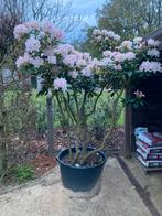 Rhododendron meerstammig, Tuin en Terras, Ophalen of Verzenden, In pot