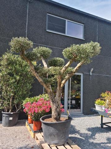 Olijfboom Olea Europaea Bonsai  beschikbaar voor biedingen