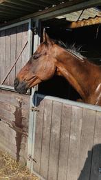 Super lieve volbloed te koop, Dieren en Toebehoren, Paarden, Gechipt, Ruin, L, 160 tot 165 cm