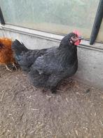 Vleeskippen te koop - 7 in totaal, Dieren en Toebehoren, Pluimvee, Kip