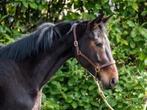 Jument poulinière pleine dressage, Zadelmak, Merrie, Gechipt, 7 tot 10 jaar