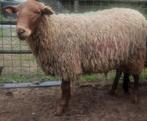 ram 11 maand 70 kg