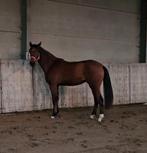 Bijna 3 jarige BWP ruin, Dieren en Toebehoren, Paarden, Gechipt, Ruin, 3 tot 6 jaar, 160 tot 165 cm