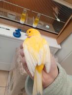 Te koop mooie gele mannetjes kanaries van 2025 met Ring, Dieren en Toebehoren, Mannelijk, Geringd