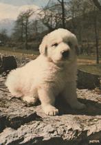 PYRENEEENHOND  PUPPY, Collections, Cartes postales | Animaux, Envoi, 1980 à nos jours, Affranchie, Chien ou Chat