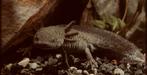 Axolotl jong exemplaar, Animaux & Accessoires, Amphibien, 0 à 2 ans