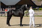 Friese merrie, Dieren en Toebehoren, Paarden, Merrie, Gechipt, Zadelmak, 3 tot 6 jaar