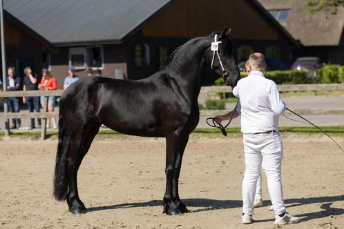 Friese merrie, Dieren en Toebehoren, Paarden, Merrie, Zadelmak, 160 tot 165 cm, 3 tot 6 jaar, Met stamboom, Gechipt, Ontwormd
