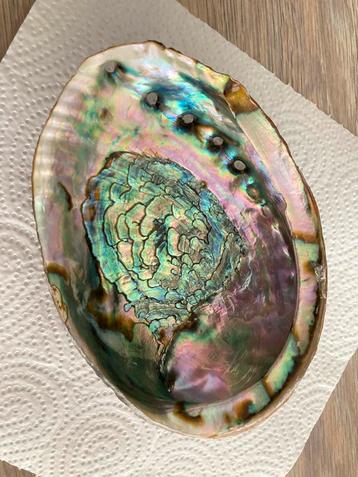Abalone schelp, Haliotis Iris, Regenboog Abalone of Paua.  beschikbaar voor biedingen