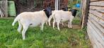 Dorper ram, Dieren en Toebehoren, Schapen, Geiten en Varkens, Mannelijk, Schaap, 0 tot 2 jaar