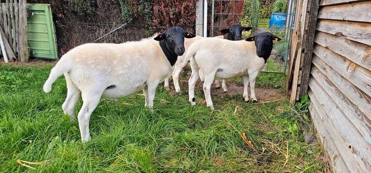 Dorper ram, Dieren en Toebehoren, Schapen, Geiten en Varkens, Schaap, Mannelijk, 0 tot 2 jaar