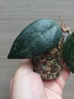 Hoya caudata sumatra, Ophalen of Verzenden