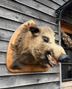 Super grosse tête de sanglier, en bel état ! ! !, Collections, Collections Animaux, Enlèvement, Utilisé, Animal sauvage, Animal empaillé