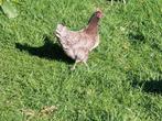 ACTIE! 7 soorten legklare kippen - vanaf 8 euro per stuk!, Animaux & Accessoires, Poule ou poulet