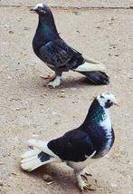 Dunek. Mk, Animaux & Accessoires