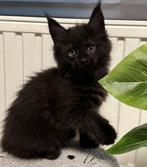 Maine Coon kittens!!!, Poes, Gechipt, 0 tot 2 jaar