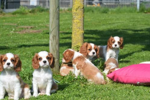 Cavalier King Charles spaniel pups, Dieren en Toebehoren, Honden | Retrievers, Spaniëls en Waterhonden, Meerdere dieren, Spaniël