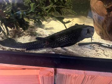 Grote pleco 30 cm beschikbaar voor biedingen