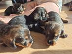 Ruwharige teckel pups, Meerdere, 8 tot 15 weken, Meerdere dieren, België