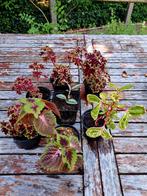 Diverse stekjes, Tuin en Terras, Planten | Tuinplanten, Ophalen