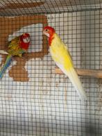 Rosella's mutaties, Dieren en Toebehoren, Meerdere dieren, Parkiet, Geringd