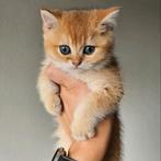 Britse korthaar kittens, Dieren en Toebehoren, Meerdere dieren, Gechipt, 0 tot 2 jaar