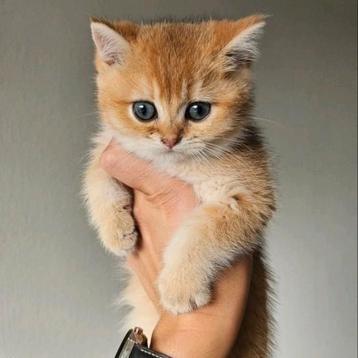 Britse korthaar kittens  beschikbaar voor biedingen