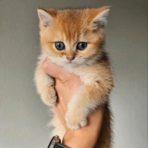 Britse korthaar kittens, Dieren en Toebehoren, Katten en Kittens | Raskatten | Korthaar, Meerdere dieren, 0 tot 2 jaar, Gechipt
