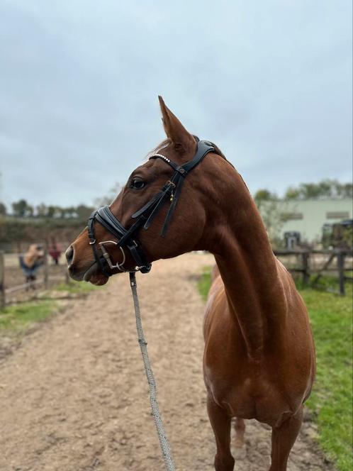 SUPER lieve merrie!, Dieren en Toebehoren, Paarden, Merrie, B, 160 tot 165 cm, 7 tot 10 jaar, Dressuurpaard, Met stamboom, Gechipt