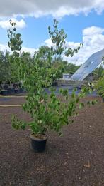 Cornus kousa 'Satomi'. Meerstammige Boom