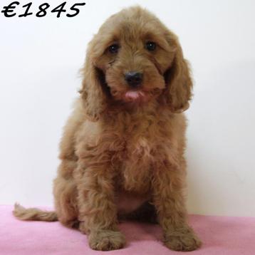 Cockapoo au pelage bouclé, doux et au cœur tendre, 15 semaines à 1 an, Parvovirose, Autres races, Plusieurs animaux