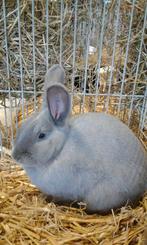 2 voedsters en 1 ram, Dieren en Toebehoren, Konijnen, Middelgroot