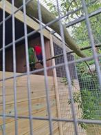 Kweekkoppel edelpapegaaien, Dieren en Toebehoren, Vogels | Parkieten en Papegaaien, Papegaai