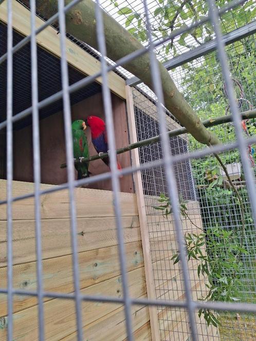 Kweekkoppel edelpapegaaien, Dieren en Toebehoren, Vogels | Parkieten en Papegaaien, Papegaai
