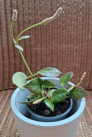 Hoya Sunrise  beschikbaar voor biedingen