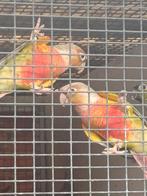 Pyrrhura pine-apple, Dieren en Toebehoren