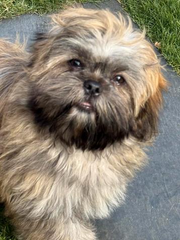 Lhasa apso pups beschikbaar voor biedingen