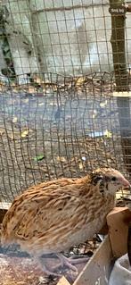 3 leggen kwartels hennen 8 euro