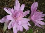 colchicum waterlily, Jardin & Terrasse, Bulbes & Semences, Enlèvement, Toute l'année, Bulbe