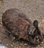 Buiten konijn, Dieren en Toebehoren, Geslacht onbekend, 0 tot 2 jaar