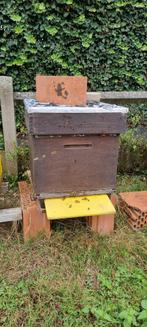 Colonie d'abeilles buckfast, Dieren en Toebehoren, Overige Dieren, Mei, Vrouwelijk