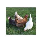 les poulets d'ornement pondent des œufs bleu/vert de couleur, Animaux & Accessoires, Volatiles, Poule ou poulet, Femelle
