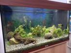 Aquarium complet 120L + meuble + poissons, Ophalen, Gebruikt, Gevuld zoetwateraquarium