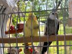 Koppeltje valkparkieten, Dieren en Toebehoren, Vogels | Parkieten en Papegaaien, Meerdere dieren, Parkiet, Geringd