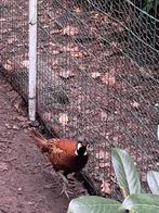 Bosfazanten, Dieren en Toebehoren