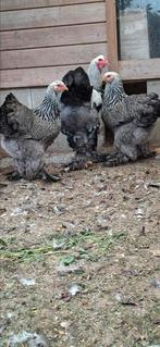 Trio Brahma Zilverpatrijs, Dieren en Toebehoren, Pluimvee, Meerdere dieren, Kip