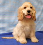 Supermooie Amerikaanse Cocker pups!, Dieren en Toebehoren, 15 weken tot 1 jaar, Buitenland, CDV (hondenziekte), Meerdere