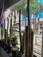 Cactus 1euro cm, Immo