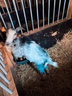 Mooie hermelijn bok, Dieren en Toebehoren, Schapen, Geiten en Varkens, Mannelijk, Geit, 0 tot 2 jaar